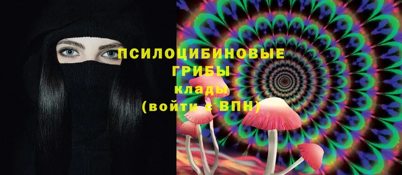 Псилоцибиновые грибы Psilocybe Новочебоксарск